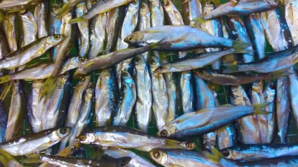 Sardines Fish Background Mediterranean Small Silvery Fishes Fresh Seafood — Stock Video