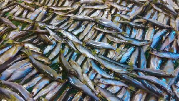 Sardines Fish Background Mediterranean Small Silvery Fishes Fresh Seafood — Stock video