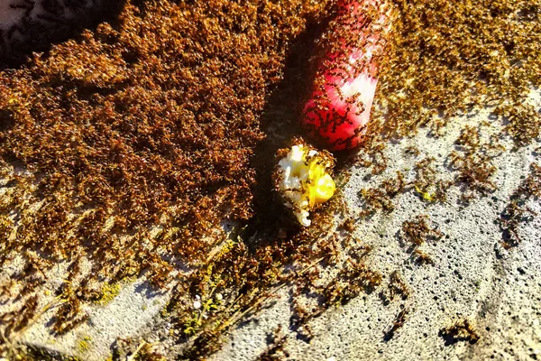 Pirulito Colorido Chão Com Enxame Formigas Torno Pirulito — Fotografia de Stock