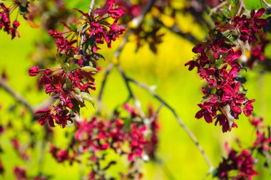Pembe çiçekli bahar ağacı dalları, doğa yakın plan.