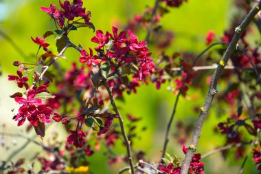 Pembe çiçekli bahar ağacı dalları, doğa yakın plan.