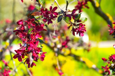 Pembe çiçekli bahar ağacı dalları, doğa yakın plan.