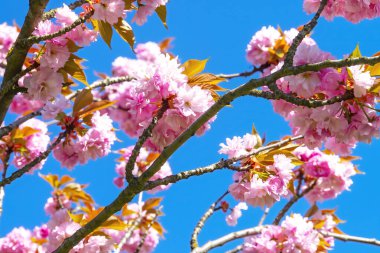 Bir dalda pembe Sakura çiçeklerinin yakın plan çekimi.