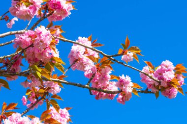 Bir dalda pembe Sakura çiçeklerinin yakın plan çekimi.