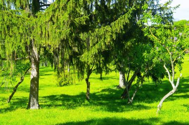 Noel ağacının dallarına yakın çekim. Bir kozalaklı ağacın sonsuz yeşil dalları. Yeşil ladin iğneleri. Güzel kokulu Noel ağacı dalları