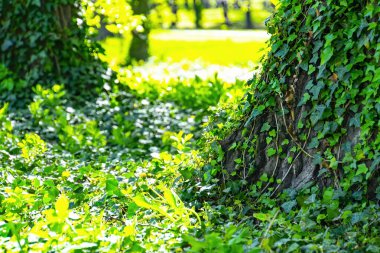 Ağaç gövdelerine yakın çekim ve taze yeşil yapraklar. Hayalet Ormanı. Dünya Günü. Yeşil arka plan. Doğal yeşilliğin orijinal dokusu. Sarmaşık bağıyla bağlanmış ağaç gövdesi