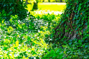 Ağaç gövdelerine yakın çekim ve taze yeşil yapraklar. Hayalet Ormanı. Dünya Günü. Yeşil arka plan. Doğal yeşilliğin orijinal dokusu. Sarmaşık bağıyla bağlanmış ağaç gövdesi