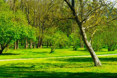 bahar ormanı, yeşil ağaçlar, manzara