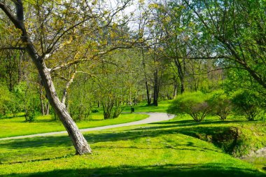 bahar ormanı, yeşil ağaçlar, manzara
