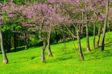 Bahar parkında pembe ağaçlar