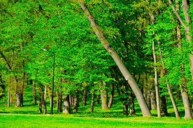 bahar ormanı, yeşil ağaçlar, manzara