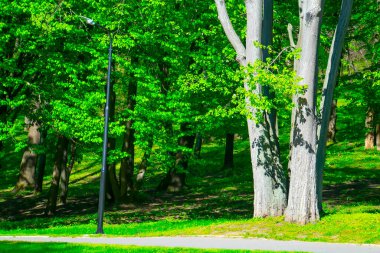 bahar ormanı, yeşil ağaçlar, manzara