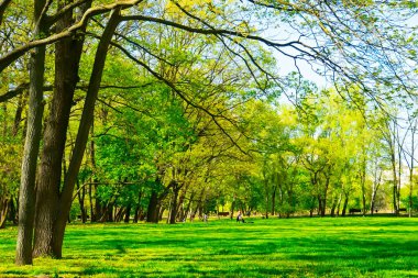 bahar ormanı, yeşil ağaçlar, manzara