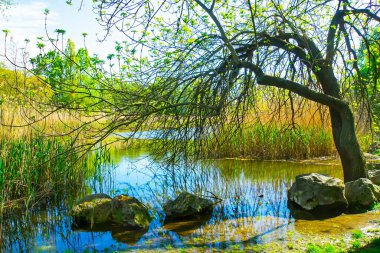 Yeşil dalları, ağaçları, çalıları, otları, altın güneşi, sakin suyu, arka planda mavi bulutlu gökyüzünü ve ormanı olan güzel bir nehir vadisinde manzara