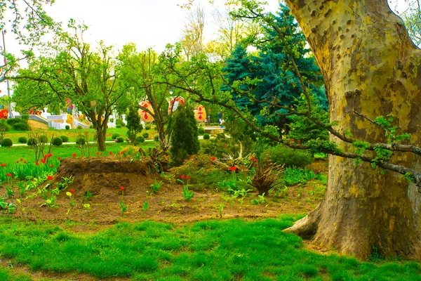 Las Wiosenny Zielone Drzewa Krajobraz — Zdjęcie stockowe