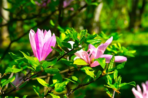 Rosa Magnolia Blommor Träd — Stockfoto