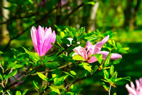 Pink Magnolia Flowers Tree — Stock Photo, Image
