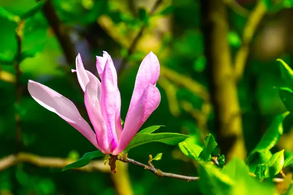 Różowe Kwiaty Magnolia Drzewa — Zdjęcie stockowe