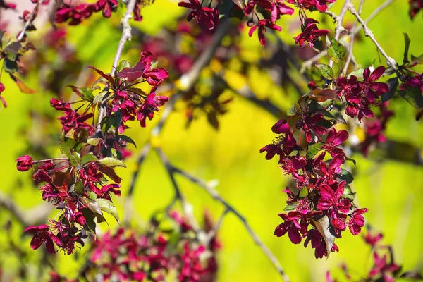 Wiosenne Gałęzie Drzew Różowymi Kwiatami Zbliżenie Natury — Zdjęcie stockowe