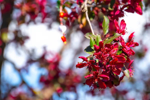 Wiosenne Gałęzie Drzew Różowymi Kwiatami Zbliżenie Natury — Zdjęcie stockowe