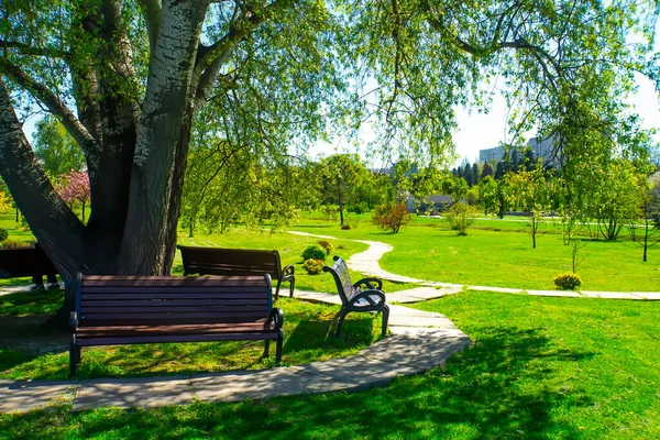 古い木や歩道がある夏の公園のベンチ — ストック写真