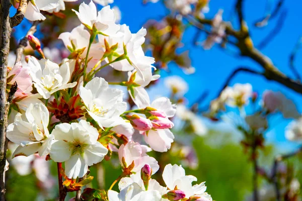 Bir Dalda Kiraz Çiçeklerinin Yakın Plan Çekimi — Stok fotoğraf