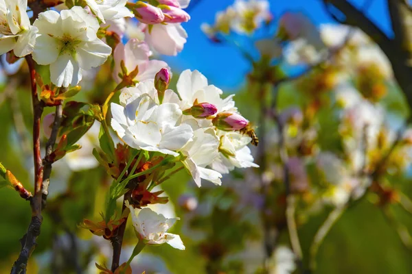 Närbild Skott Körsbär Blommor Gren — Stockfoto