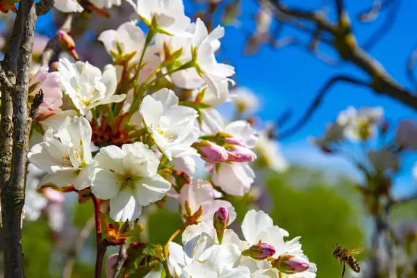 Close Shot Cherry Flowers Branch — Stock Photo, Image
