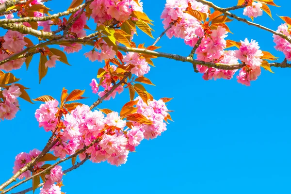 Bir Dalda Pembe Sakura Çiçeklerinin Yakın Plan Çekimi — Stok fotoğraf
