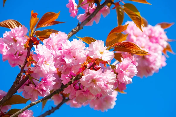 Närbild Skott Rosa Sakura Blommor Gren — Stockfoto