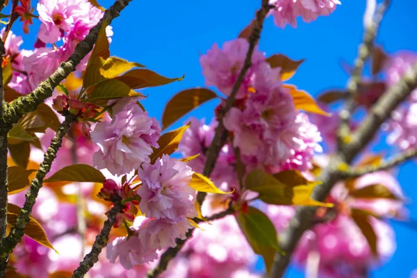Close Shot Pink Sakura Flowers Branch — Stock Photo, Image