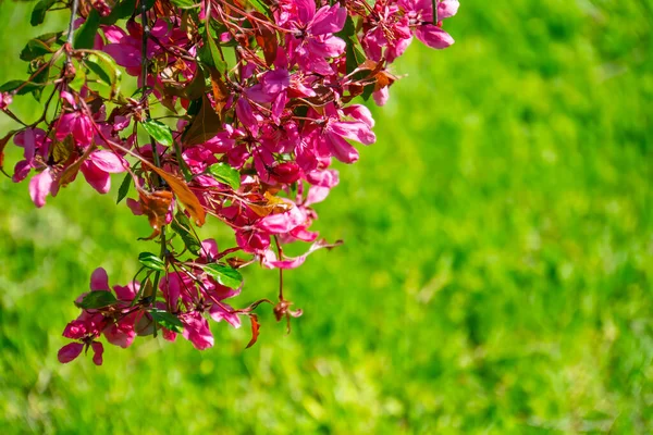 春树分枝 粉红花朵 自然特写 — 图库照片