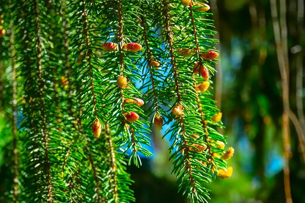 Nahaufnahme Eines Weihnachtsbaumzweiges Immergrüne Zweige Eines Nadelbaums Grüne Fichtennadeln Duftende — Stockfoto