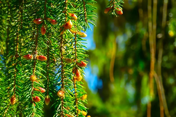 Egy Karácsonyfa Gallyak Közelsége Örökzöld Ágak Egy Tűlevelű Fán Zöld — Stock Fotó