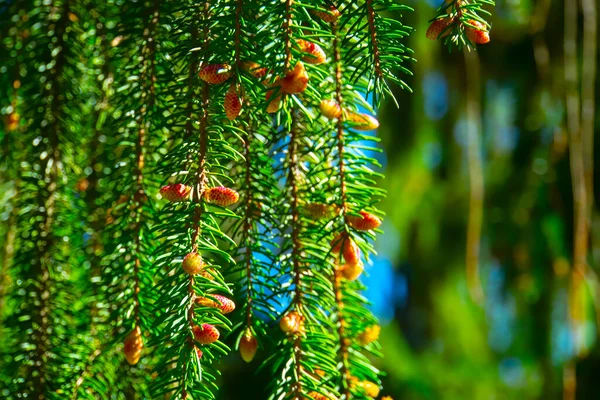 クリスマスツリーの小枝の閉鎖 針葉樹の常緑の枝 緑のトウヒの針 香り高いクリスマスツリーの枝 — ストック写真