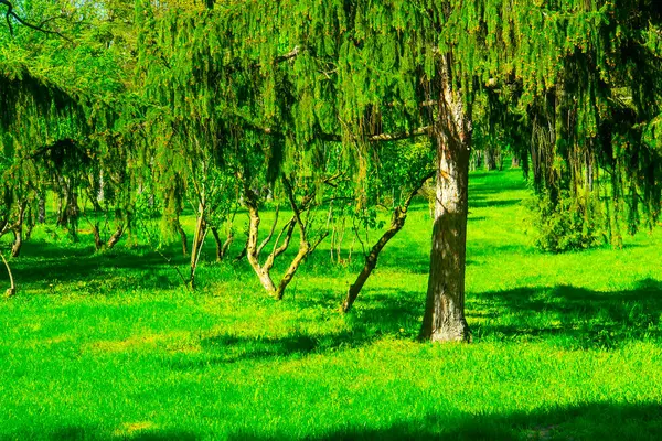 Närbild Julgran Kvistar Evergreen Grenar Ett Barrträd Gröna Grannålar Doftande — Stockfoto