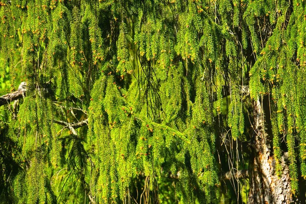 Noel Ağacının Dallarına Yakın Çekim Bir Kozalaklı Ağacın Sonsuz Yeşil — Stok fotoğraf
