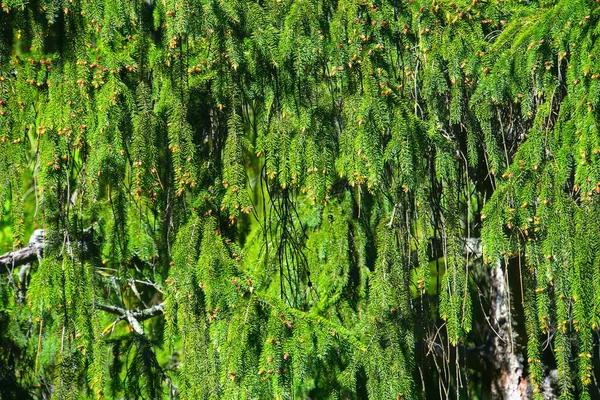 Zbliżenie Gałązek Choinkowych Evergreen Gałęzie Drzewa Iglastego Zielone Igły Świerkowe — Zdjęcie stockowe