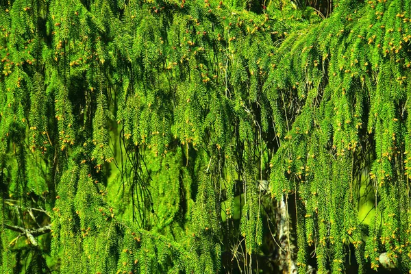 Nahaufnahme Eines Weihnachtsbaumzweiges Immergrüne Zweige Eines Nadelbaums Grüne Fichtennadeln Duftende — Stockfoto