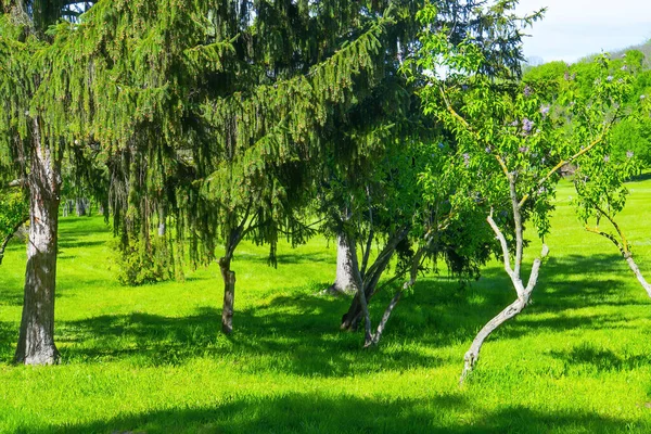 Крупним Планом Гілки Ялинки Вічнозелені Гілки Хвойного Дерева Зелені Ялинові — стокове фото