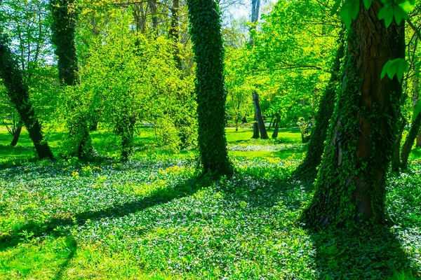 木の幹のクローズアップと新鮮な緑の葉 幽霊の森 アースデイ 緑の背景 自然の緑の原風合い ツリートランクツリーつるでバインド — ストック写真