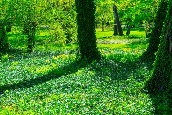 Primer Plano Troncos Árboles Con Follaje Verde Fresco Bosque Fantasma —  Fotos de Stock