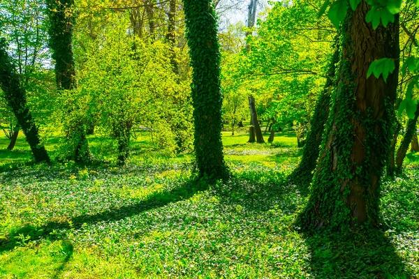 Bosque Primavera Árboles Verdes Paisaje —  Fotos de Stock