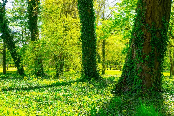 Närbild Trädstammar Och Med Färska Gröna Blad Spökskog Jorddagen Grön — Stockfoto