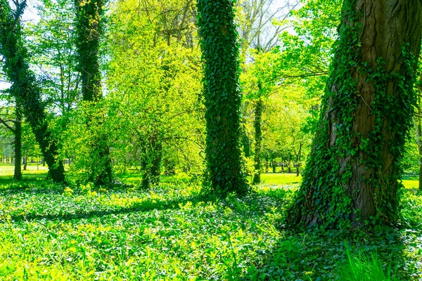 春天的森林 — 图库照片
