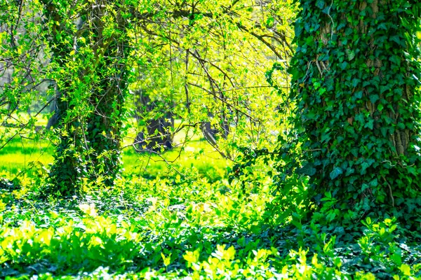 stock image Close-up of tree trunks and with fresh green foliage. Ghost forest. Earth Day. Green background. Original texture of natural greenery. Tree trunk bound by ivy vine