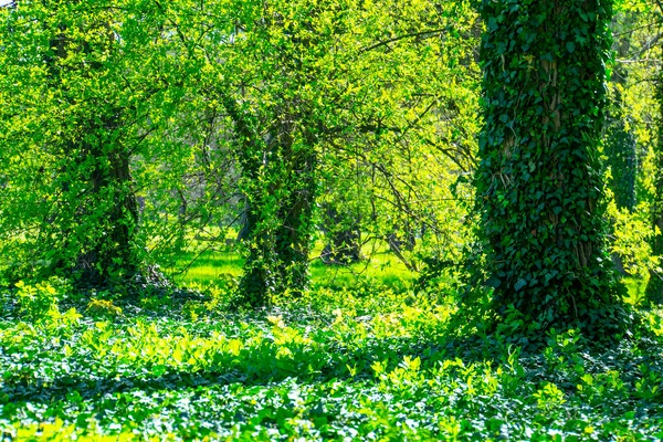 stock image spring forest, green trees, landscape