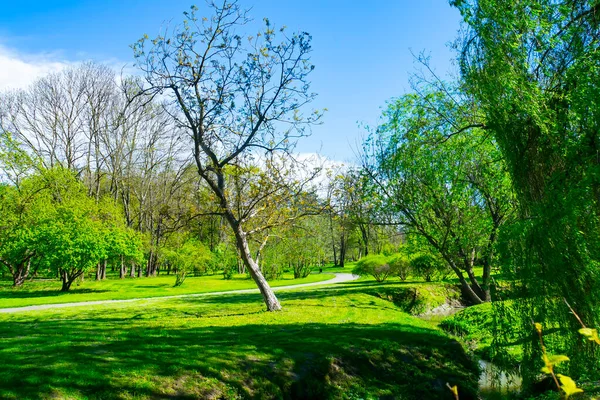 stock image spring forest, green trees, landscape