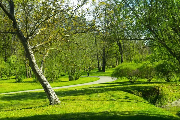 Bosque Primavera Árboles Verdes Paisaje — Foto de Stock