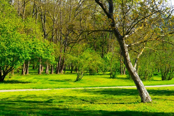 Bosque Primavera Árboles Verdes Paisaje —  Fotos de Stock